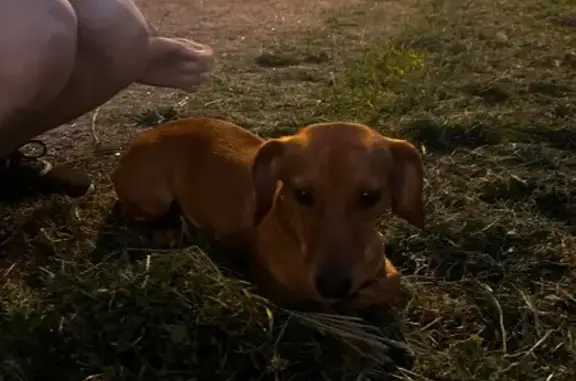 Такса найдена: Искровский пр., 11 литА