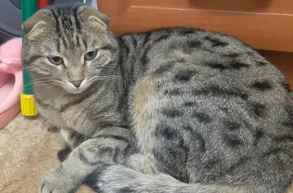Пропала вислоухая кошка, Саманная 3Б