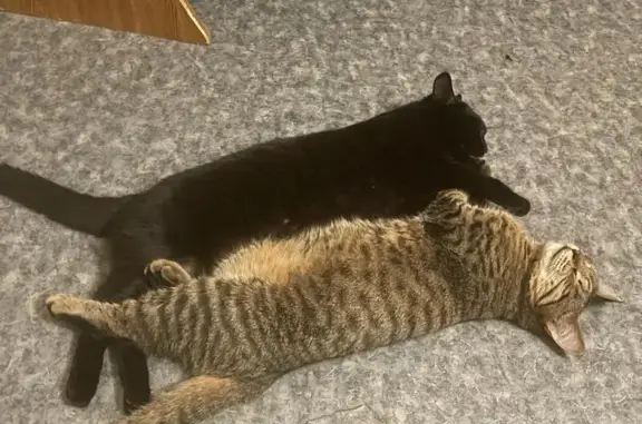 Кошки потеряшки, Челябинск, фото: Потеряшка кошка, Рубцовская 3, Челябинск