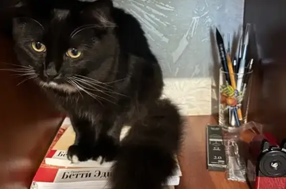 Объявления о пропавших и найденных животных, , фото: Пропала кошка, Гидротехническая 18, Тольятти