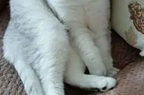 Потерянные животные Воткинск, фото: Пропала кошка, 4-я ул., Воткинск