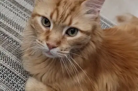 Кошки потеряшки, Надым, фото: Потеряшка рыжий мейн-кун, Кедровая 8, Надым