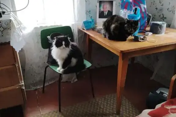 Пропала кошка