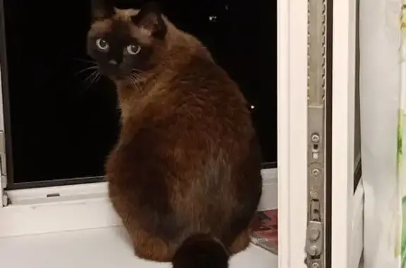 Пропала кошка у заправки Ленина, Томск - photo