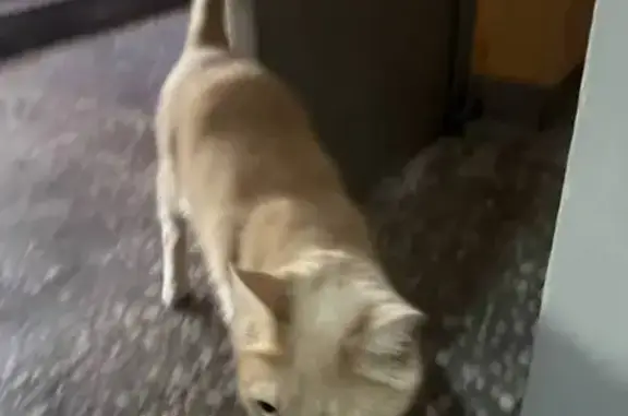 Рыжая кошка найдена: ул. Серова, 41, Казань