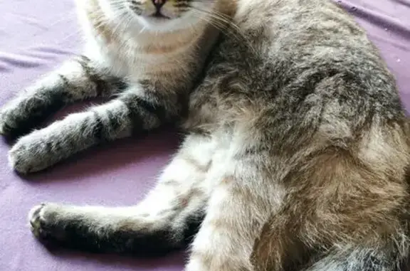 Кошки потеряшки, Костромская область, фото: Потеряшка кошка в Саметь, Костромская обл.