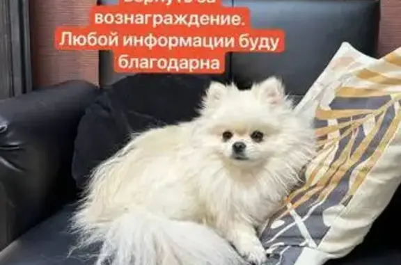 Пропала собака, Профессиональная ул., Иваново