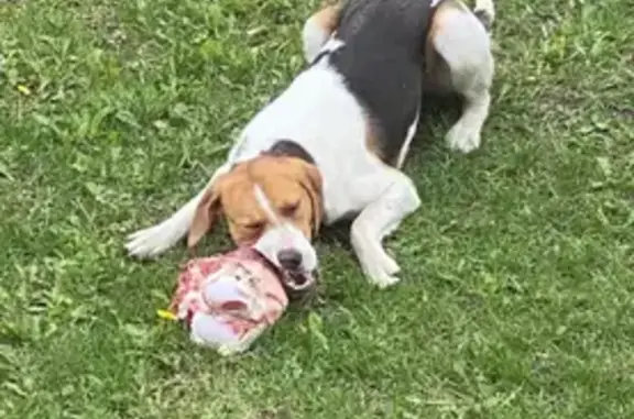 Собаки потеряшки, Тула, фото: Потеряшка собака, ул. Галкина 288, Тула