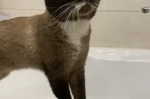 Кошка найдена у КАДа, Новоселье