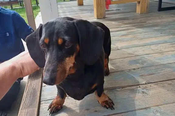 Такса найдена, Тульская область