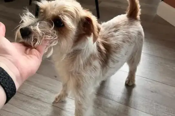 Собаки потеряшки, Москва, фото: Потеряшка собака, Маршала Жукова 76 к2