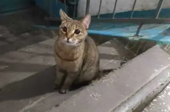 Кот найден: ул. 79-й Гвард. Дивизии, 16, Томск