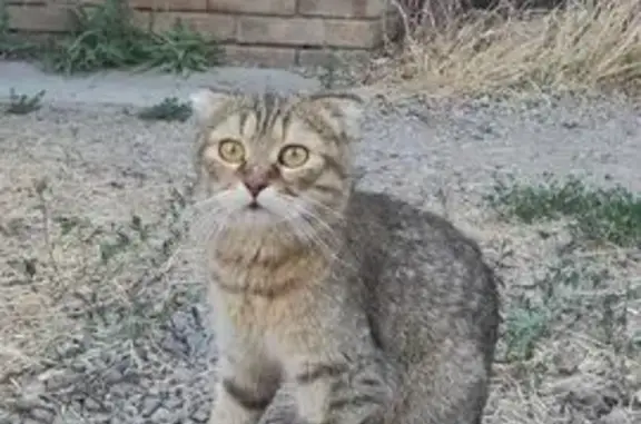 Найдена кошка, Ейск, фото: Кошка найдена, ул. Янышева 44, Ейск