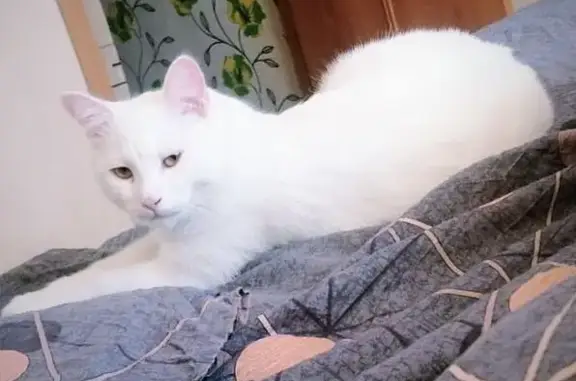 Кошки потеряшки, Сосновоборск, фото: Потеряшка белый кот, Ленинского Комсомола 37