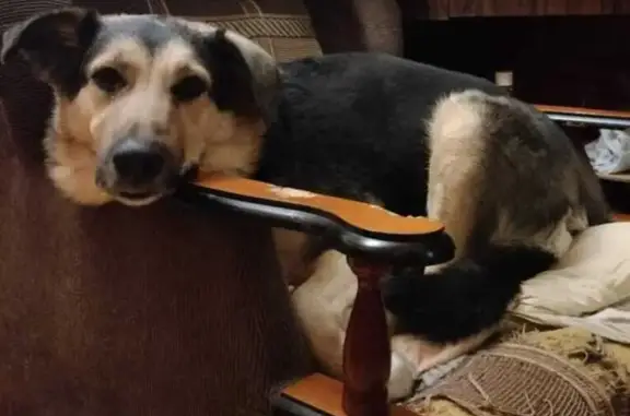 Собаки потеряшки, Долгопрудный, фото: Потеряшка собака, Московское шоссе 27к2