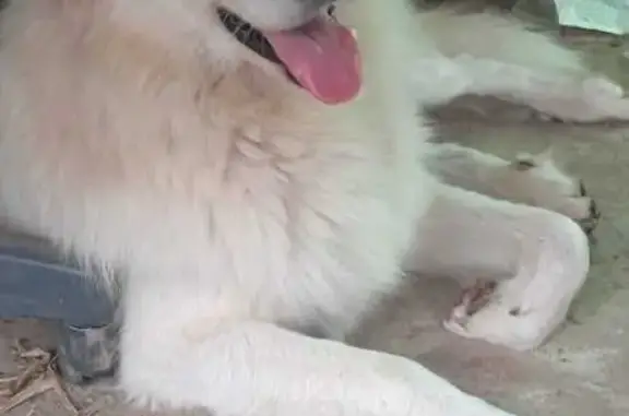 Найдена собака в Волжском, Волгоградская обл.