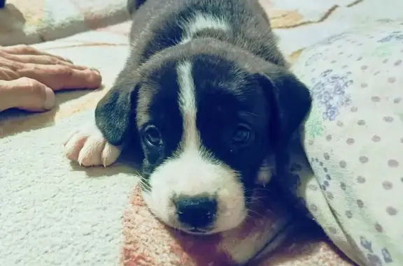 Собака найдена: Новая ул., 17, Тюмень