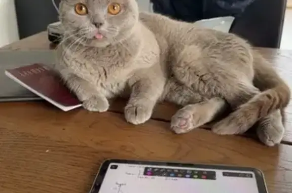 Кошки потеряшки, Лаишево, фото: Потеряшка кошка, Пристанная ул., Лаишево