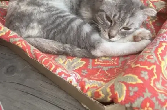 Кошка найдена: Ключи, Омская область - photo