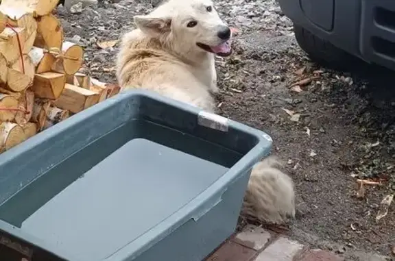 Найдена собака, Московская ул., Тамбов