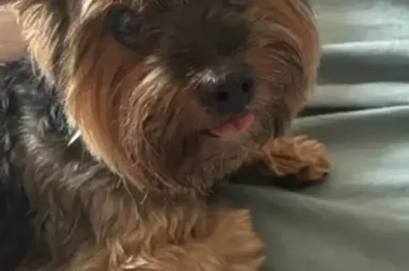 Собаки потеряшки, Сергиев Посад, фото: Потеряшка собака, пр. Красной Армии 240