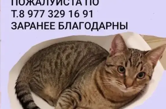 Пропала кошка, Москва