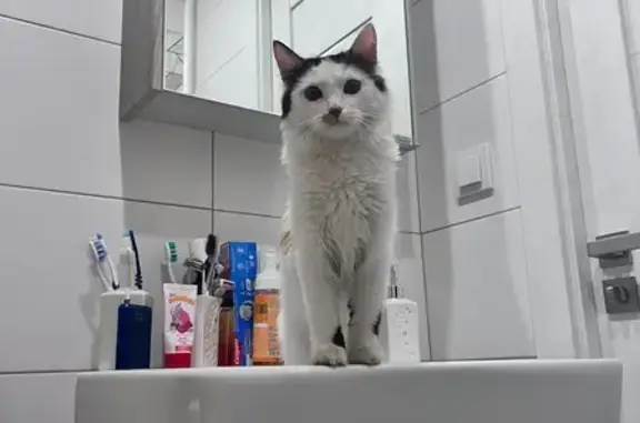 Объявления о пропавших и найденных животных, , фото: Пропала кошка на Дзержинского 31, Тольятти