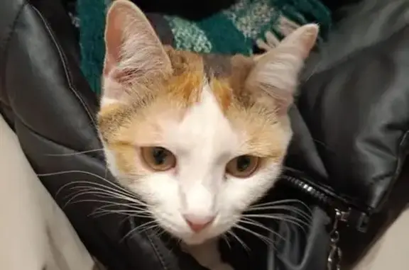 Кошки потеряшки, Луганск, фото: Потеряшка кошка, Александровская ул., Луганск