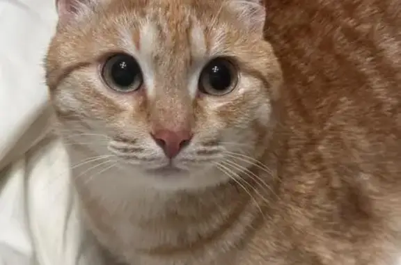 Пропала кошка на ул. Вишневской, 5, Видное