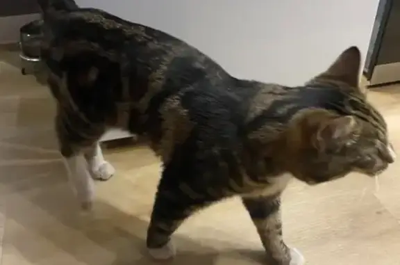 Найдена кошка, Иркутск, фото: Кошка найдена: 1-й Советский пер., 1, Иркутск