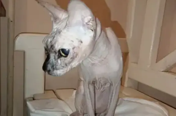 Объявления о пропавших и найденных животных, Красноярск, фото: Пропала кошка, ул. Щорса 47, Красноярск