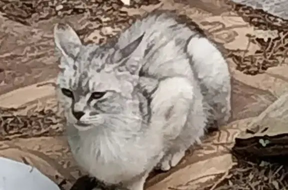 Найдена кошка, Кубинка, фото: Кошка найдена на Наро-Фоминском шоссе