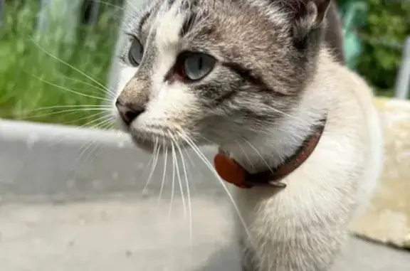 Найдена кошка, Электролитный пр., 16 к1