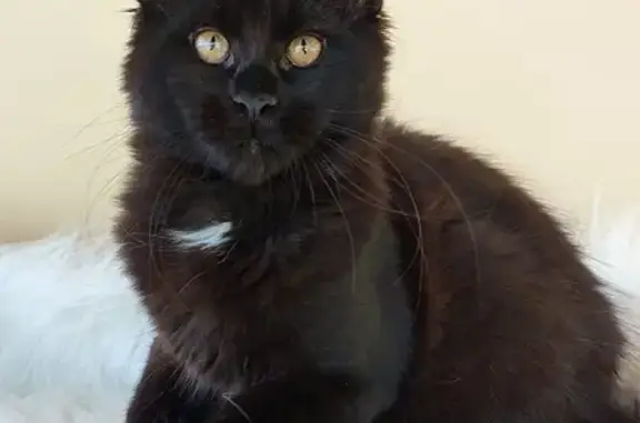 Кошки потеряшки, Липецк, фото: Потеряшка черная кошка, Московская ул., 137