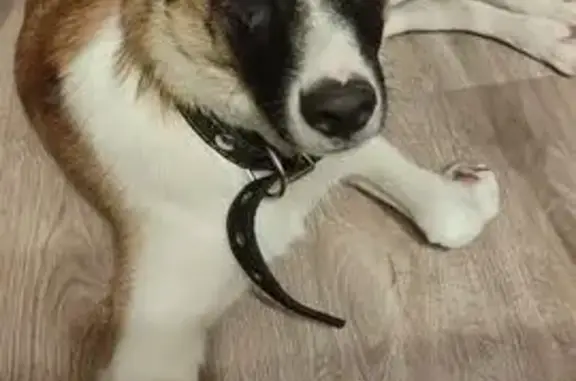 Щенок найден: Самарская ул., 146, Самара