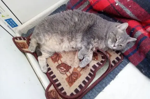 Найдена кошка, ул. Белинского, Тюмень