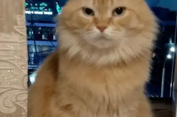 Кошки потеряшки, Уфа, фото: Потеряшка кошка, ул. Менделеева 141/2, Уфа