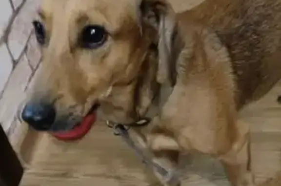 Найденные животные Новокузнецк, фото: Найдена собака, ул. М. Тореза, 83, Новокузнецк