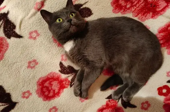 Кошки потеряшки, Балаково, фото: Потеряшка кошка, ул. Ленина, 113, Балаково