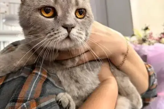 Кошка найдена: Джамбульская 4А, Крск