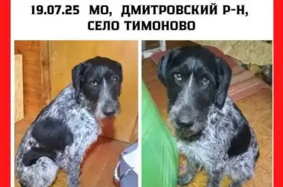 Найдена собака, Дмитров, фото: Собака найдена: Историческая пл., Дмитров