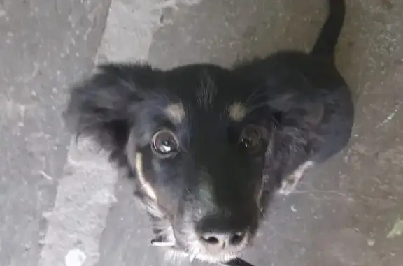 Найдена собака, Северодвинск, фото: Собака найдена: ул. Ломоносова, 90, Северодвинск