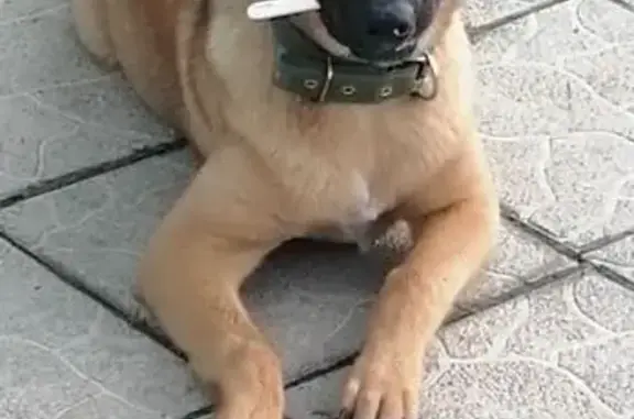 Собаки потеряшки, Тула, фото: Потеряшка собака, ул. Огарёва, Тула