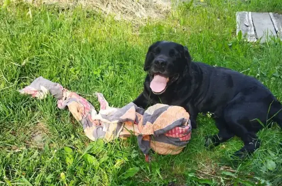 Найдена собака, Колывань, фото: Собака найдена: ул. Коммунистическая, 58