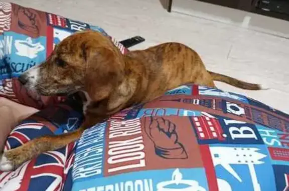 Найдена собака, Невинномысск, фото: Собака найдена: ул. Менделеева, 156