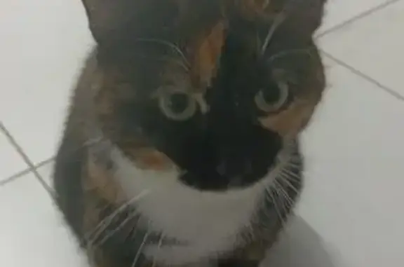 Кошки потеряшки, , фото: Потеряшка кошка, Заветная ул., 12