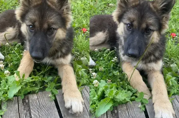 Найдена собака, Горно-Алтайск, фото: Собака найдена: Трудовая 9, Горно-Алтайск