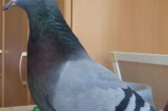 Пропал голубь, Золотодолинская 11, НСК