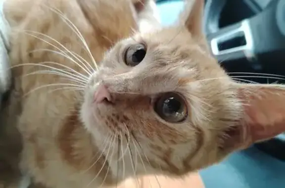 Котенок найден: ул. Свободы, 36 к1