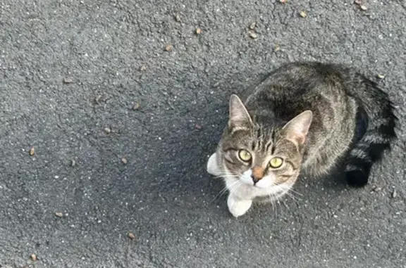 Кошка найдена: Солн. бульвар 16, Чебоксары